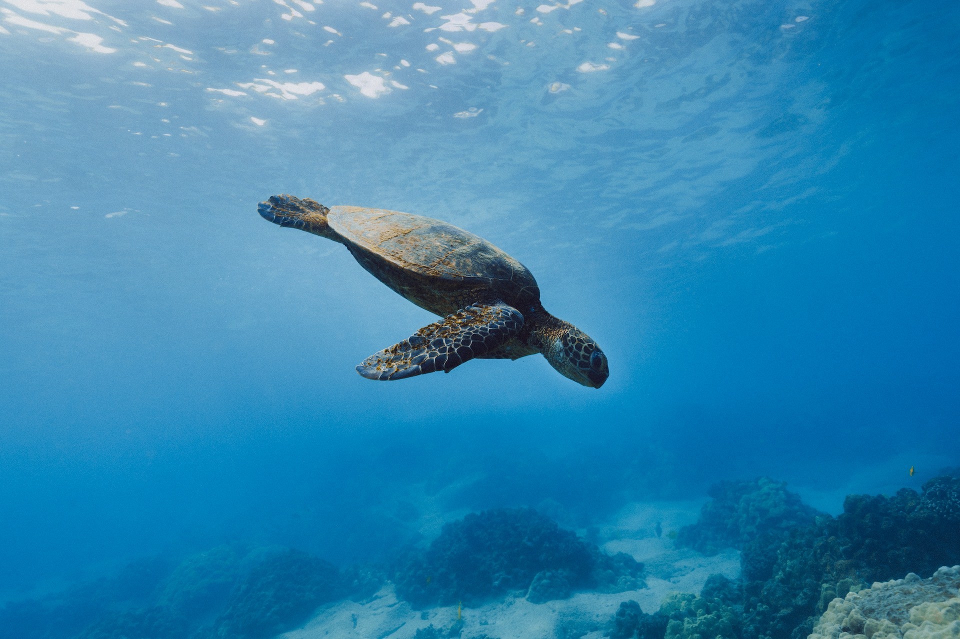The Great Barrier Reef