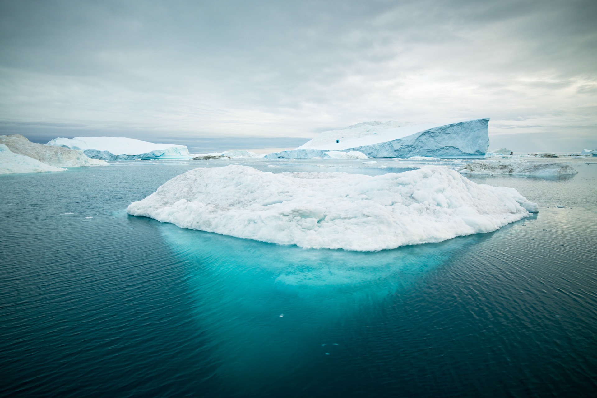 Watch them in Greenland