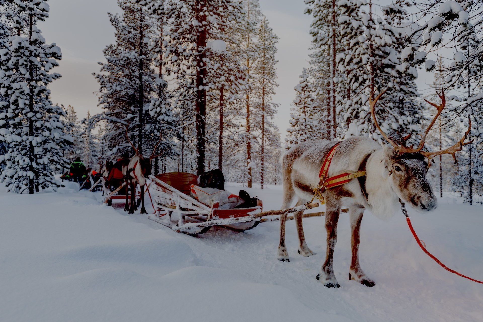 Go To Lapland