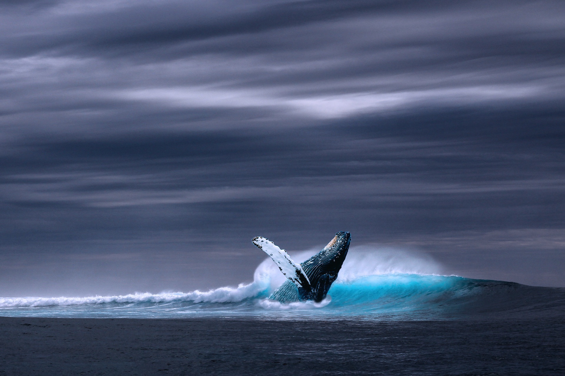 Go Whale Watching