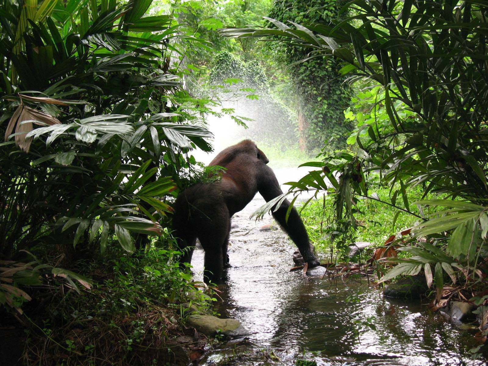 Go To Uganda