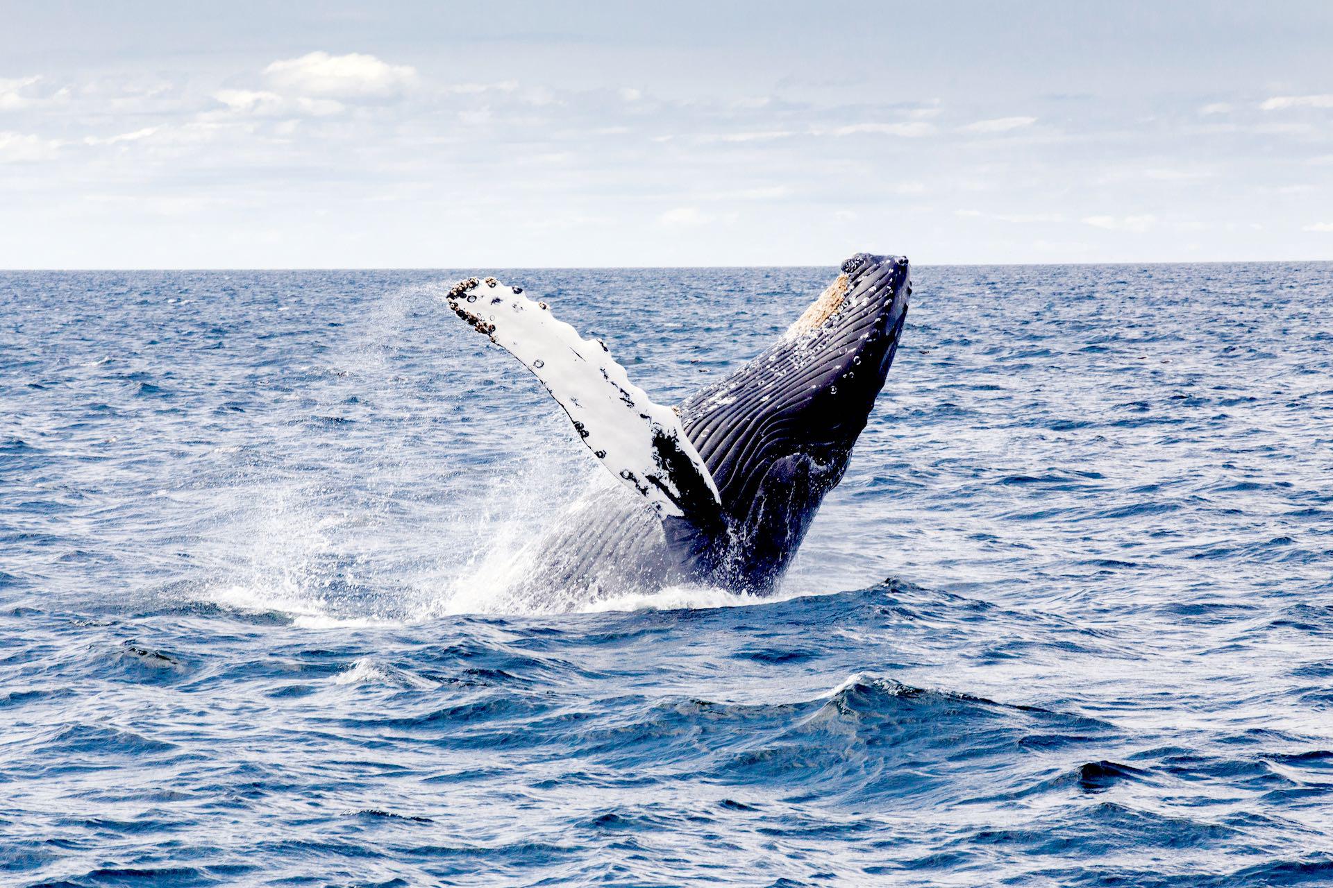 Go Whale Watching