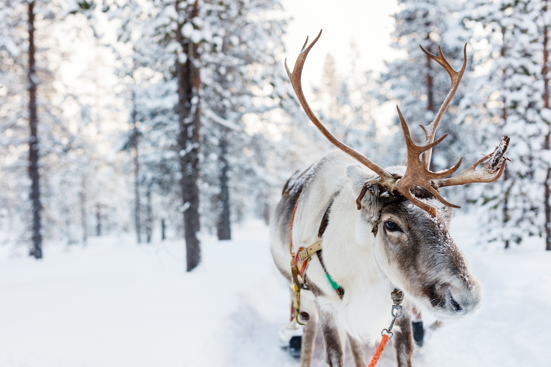 Ride With The Reindeers