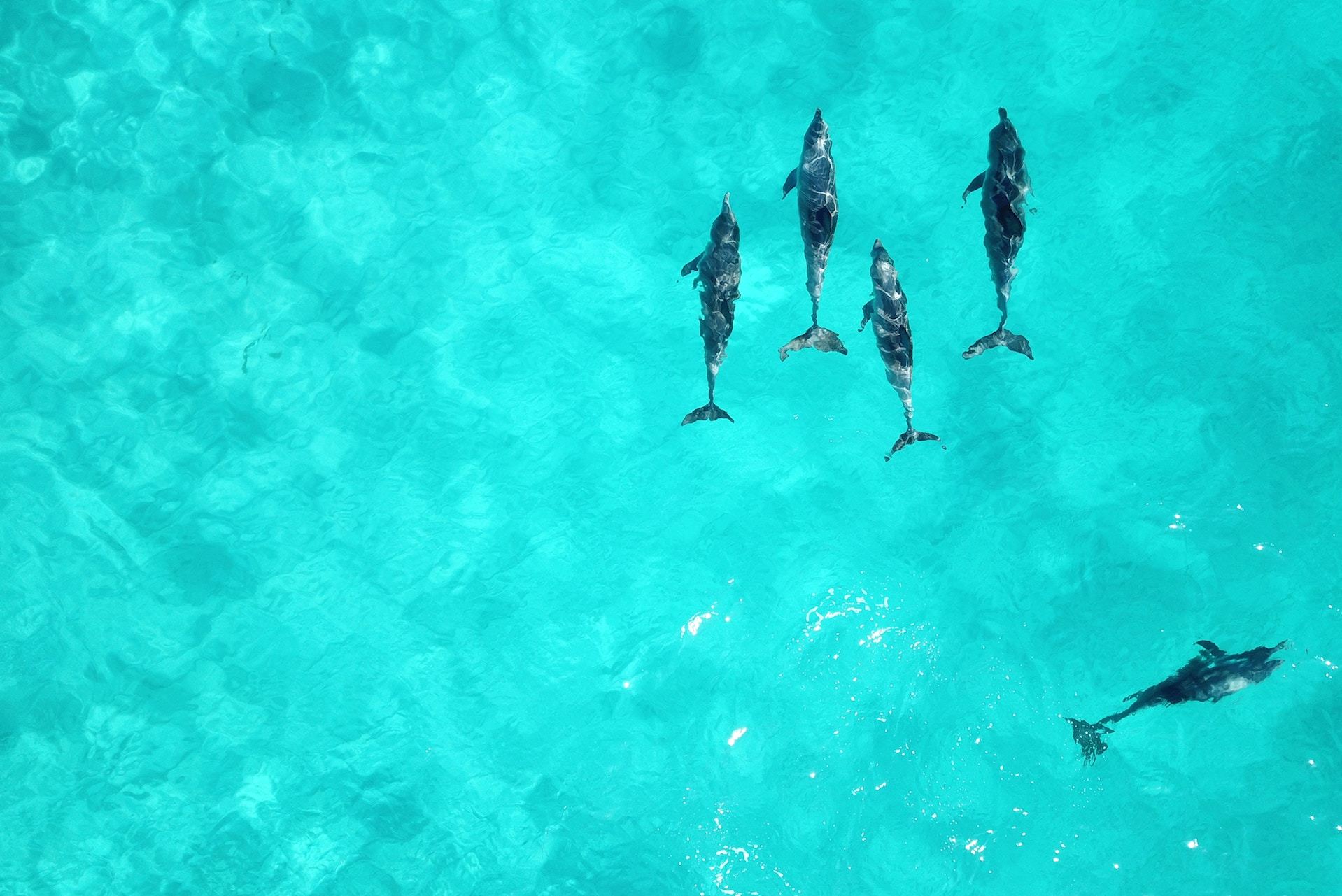 Australia (Nelson Bay)