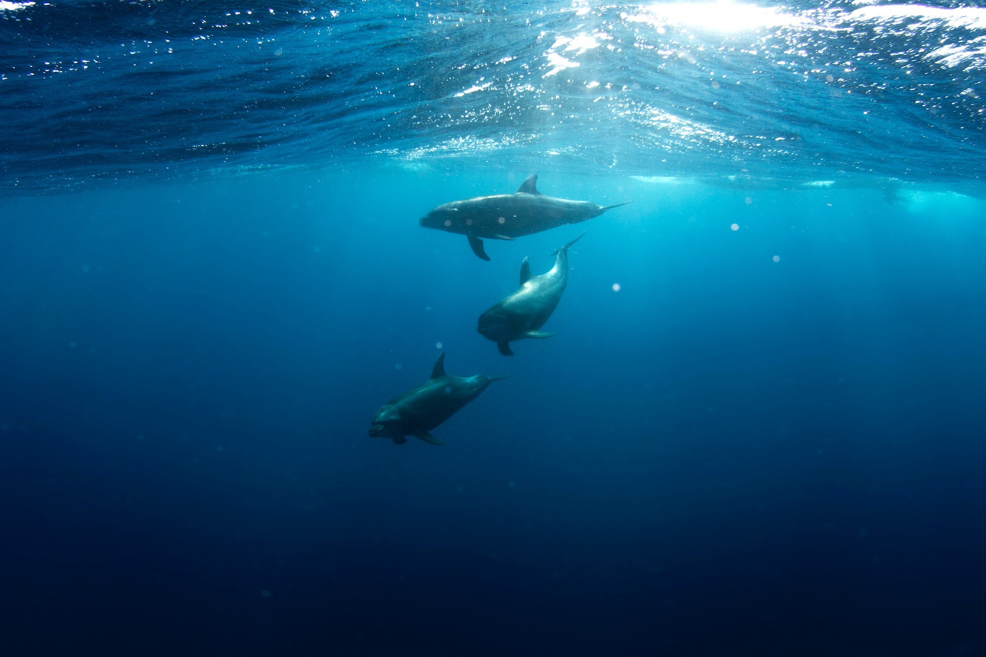Swim with Dolphins