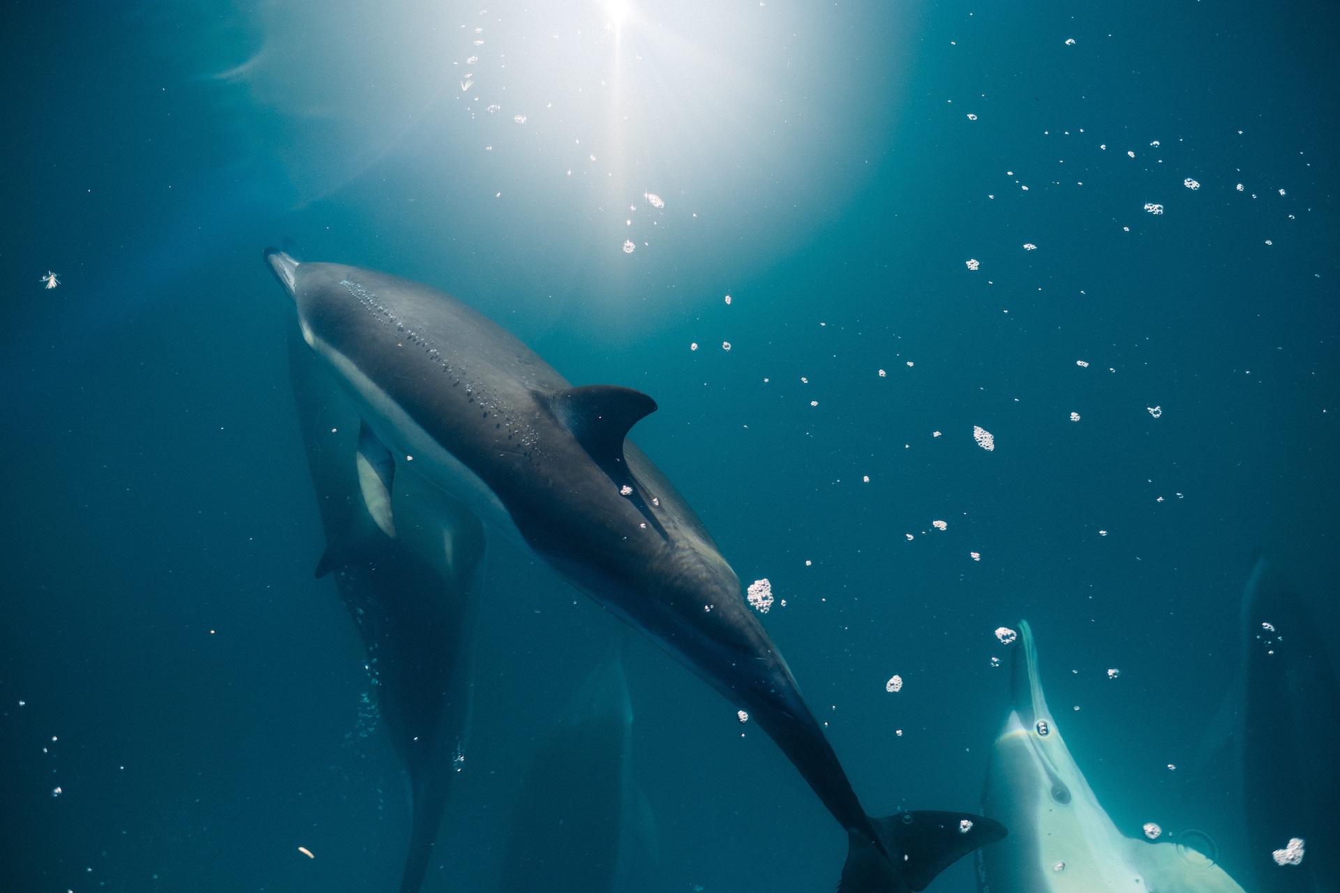 Day 5 - Whale and Dolphin Watching and Thematic Tour