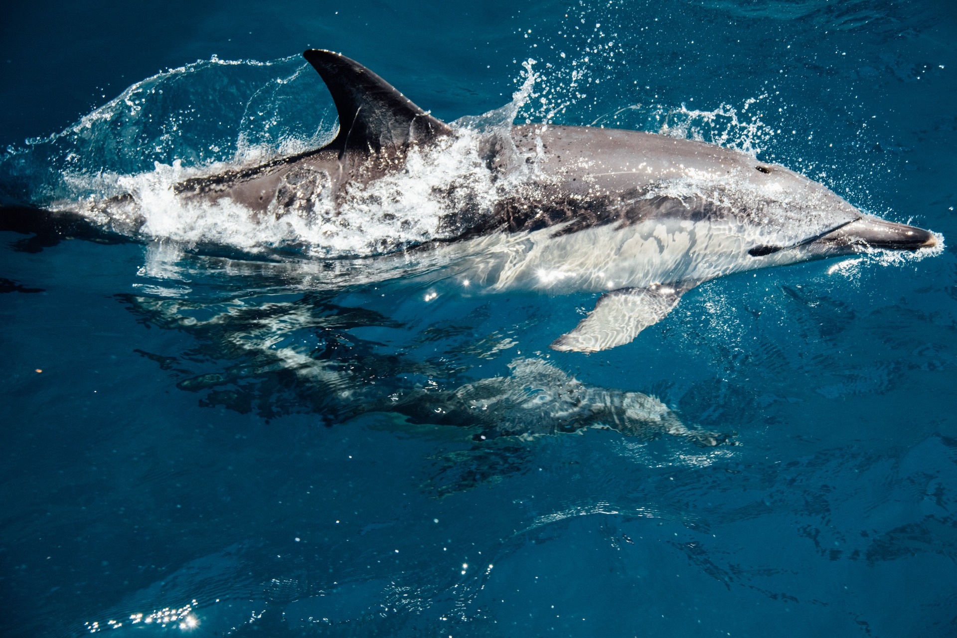 New Zealand (Kaikoura)