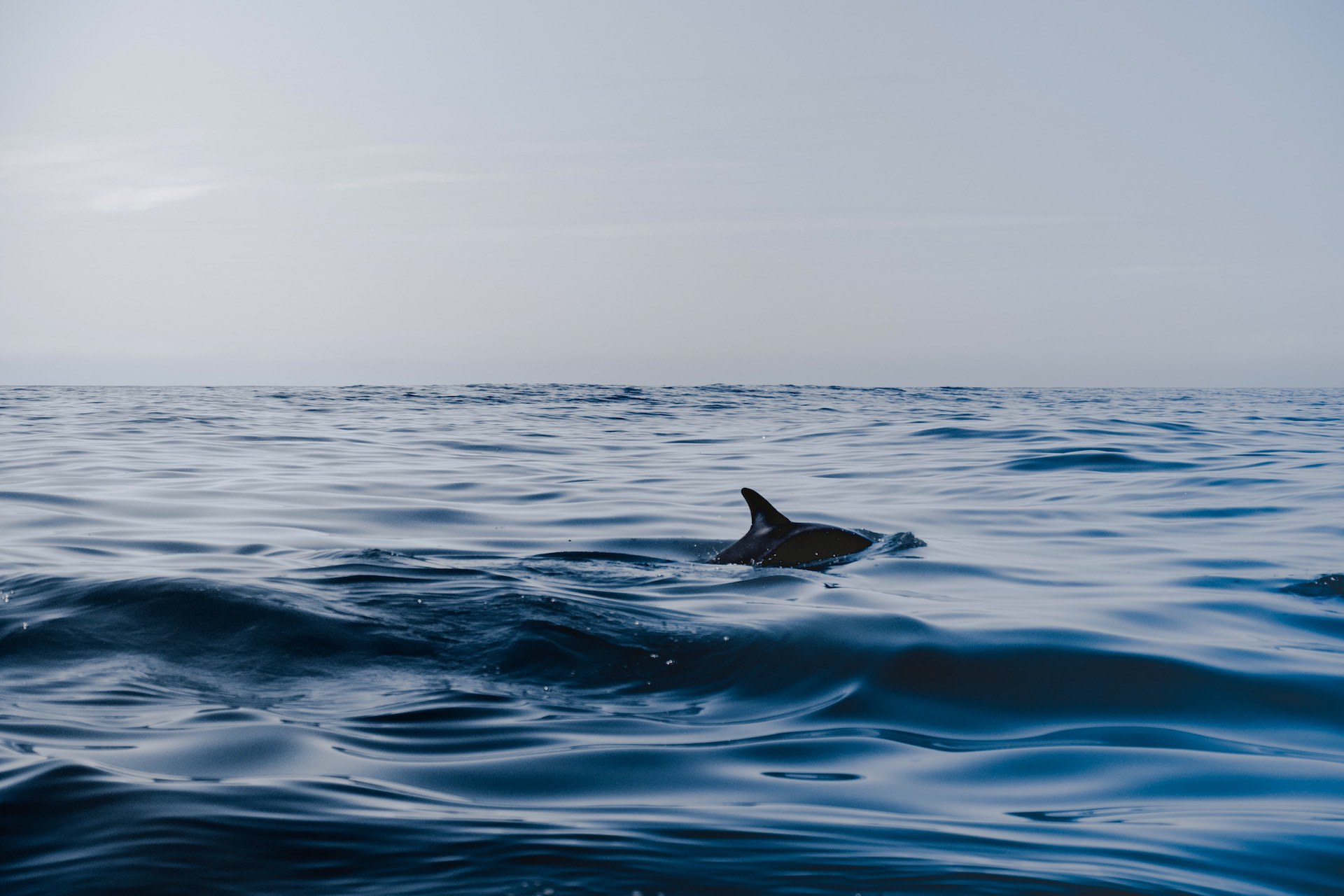 Go Whale Watching