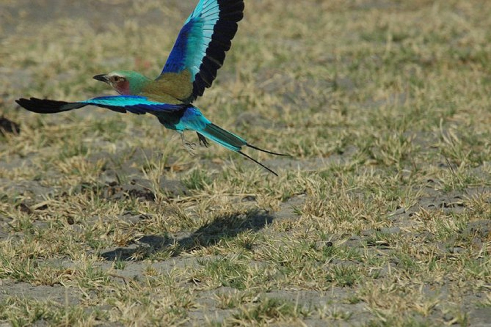 Go birdwatching