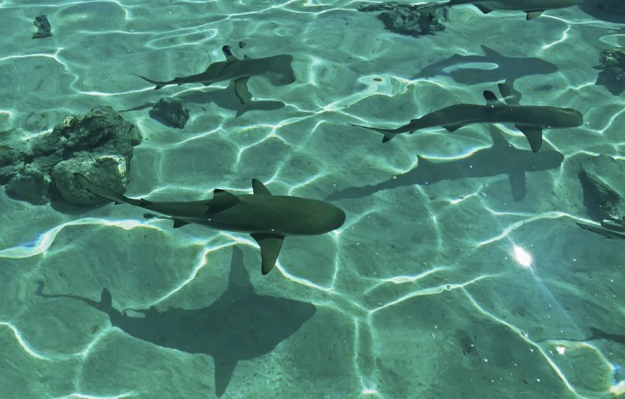 Excursions In Bora Bora