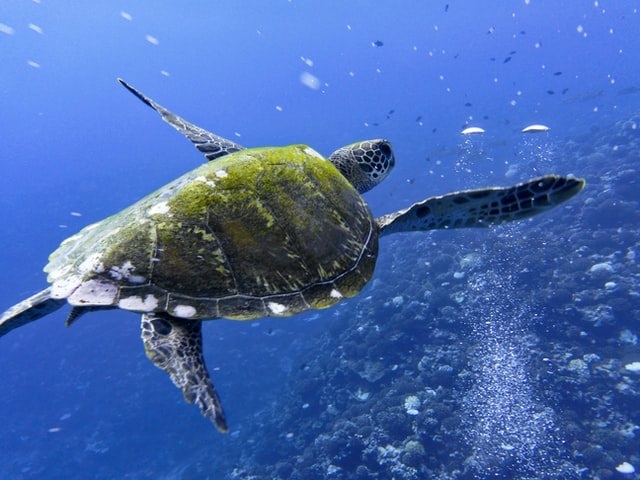 7 Night Serenity Escape In Bora Bora For 2 photo 3