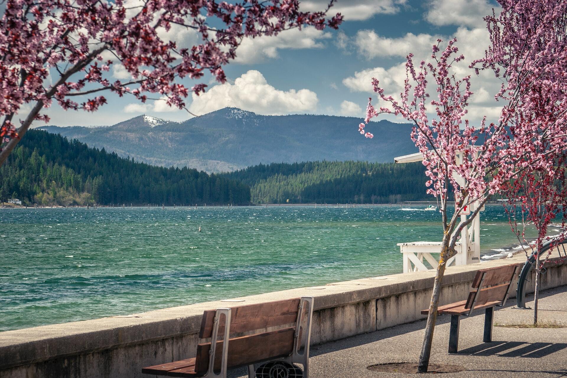 See The Cherry Blossom Of Japan