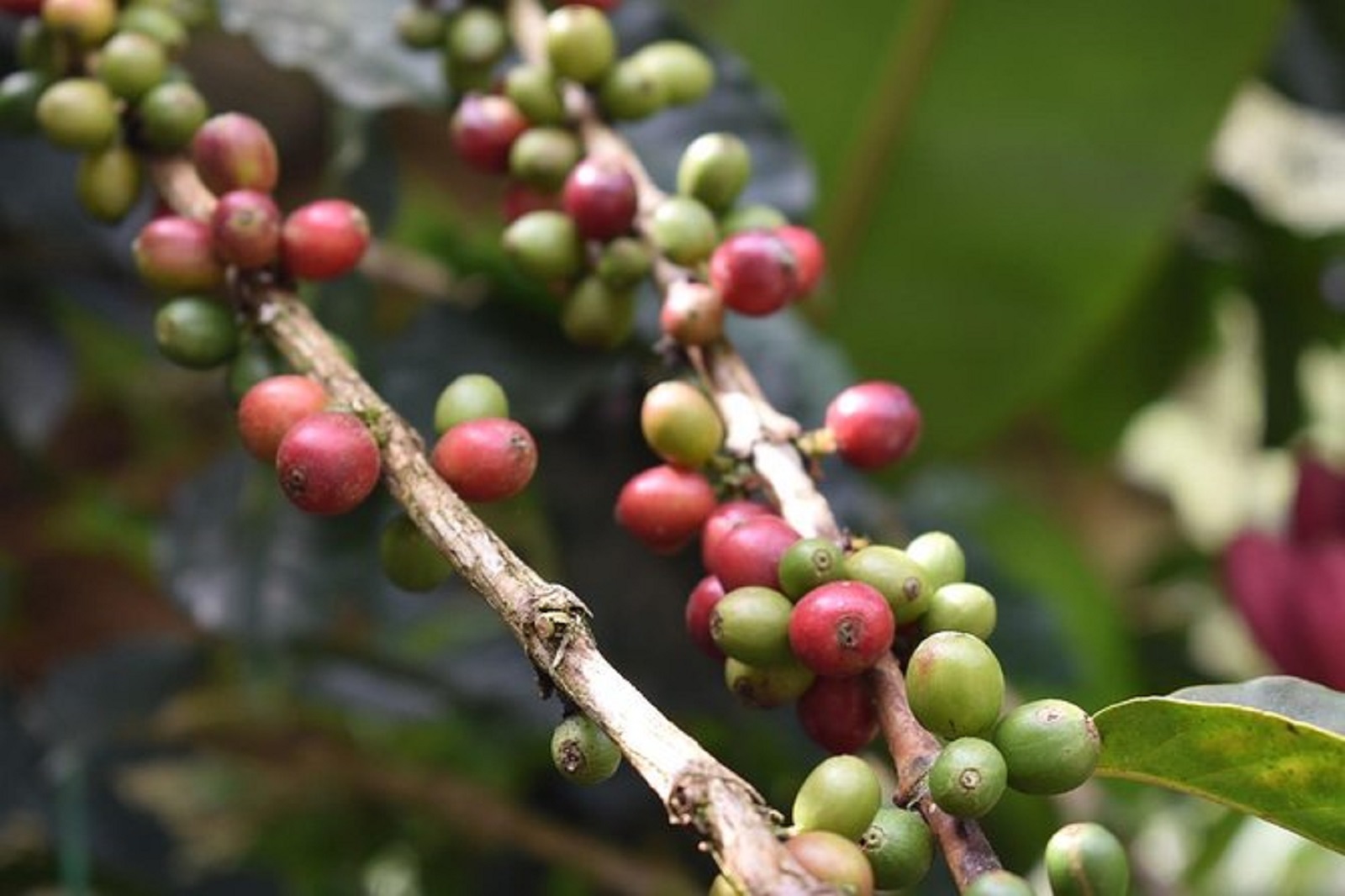 Visit a coffee plantation