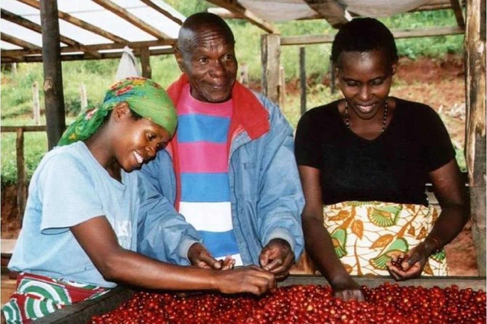 Visit a Coffee Plantation