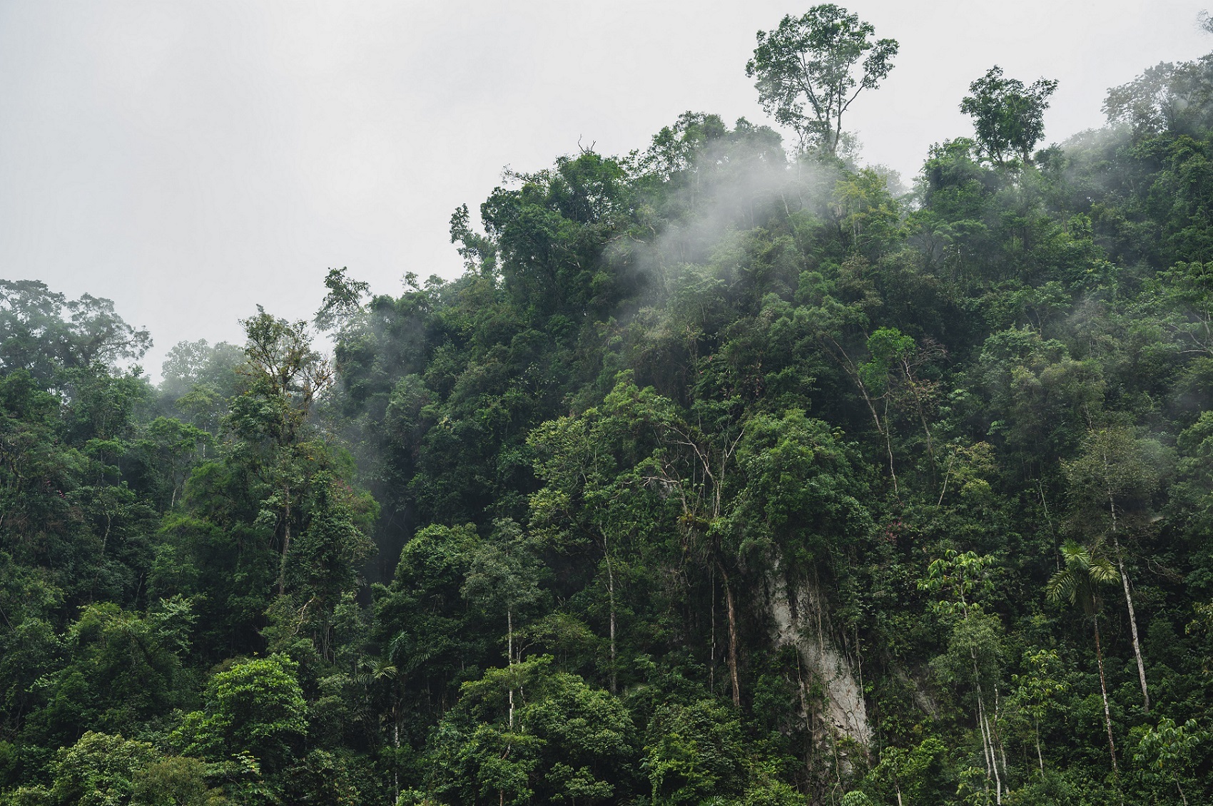 Experience the rainforest at night