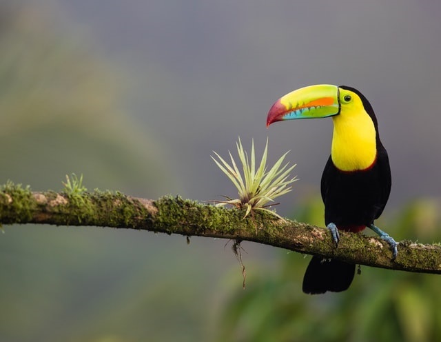 11 Day Discover Costa Rica photo 1