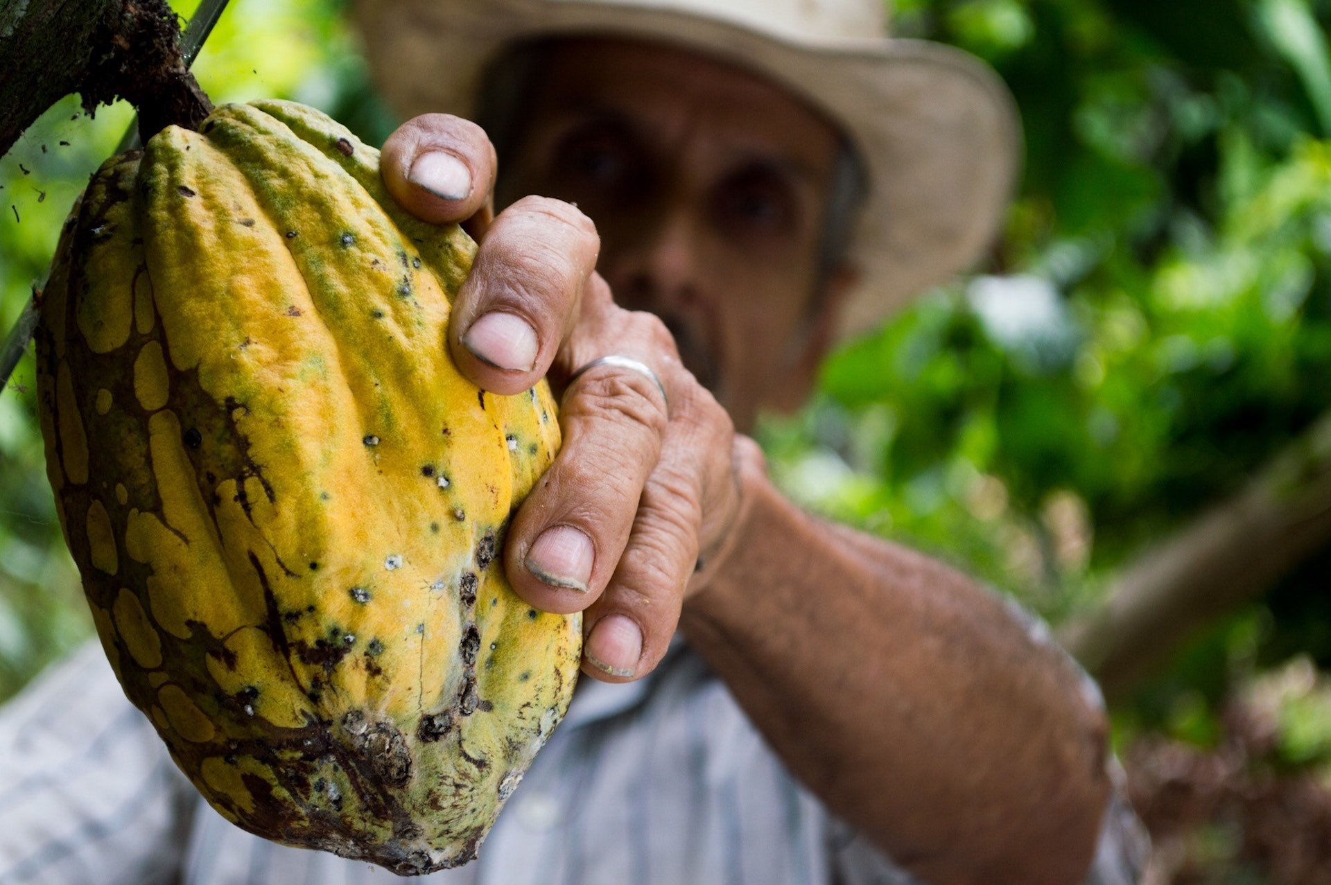 Chocolate farms of Baracoa