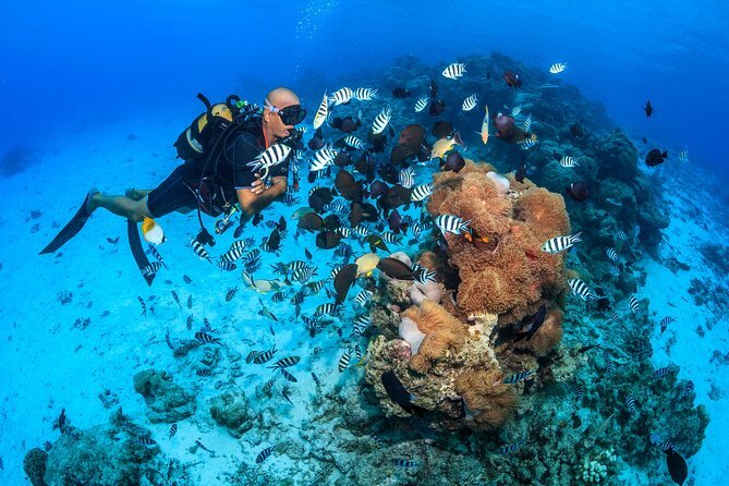 Learn To Scuba In Moorea Lagoon