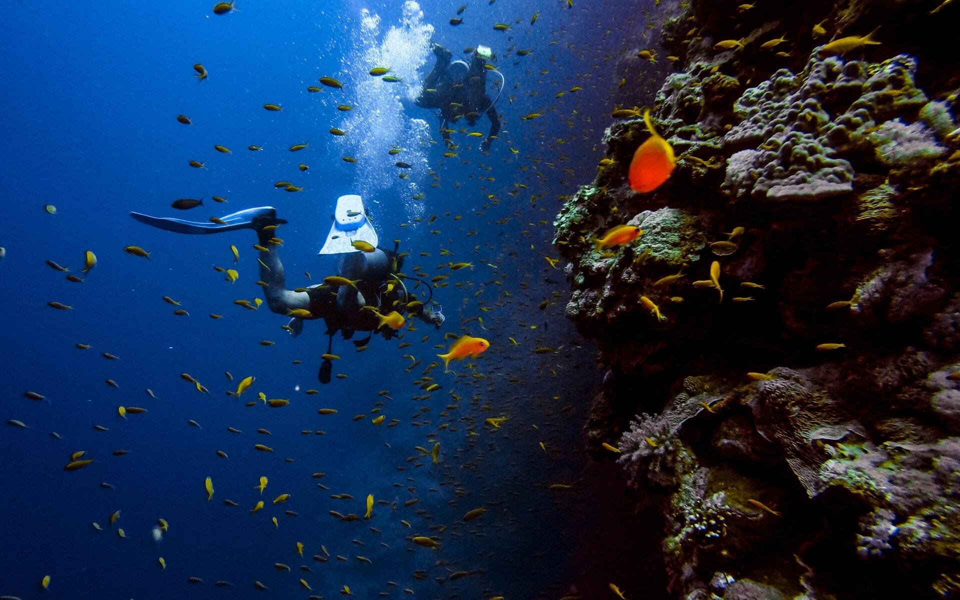 Take A Dive