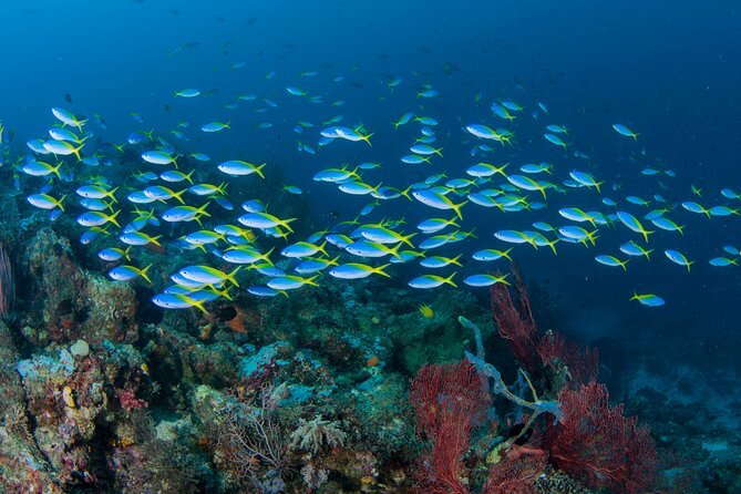Go Diving