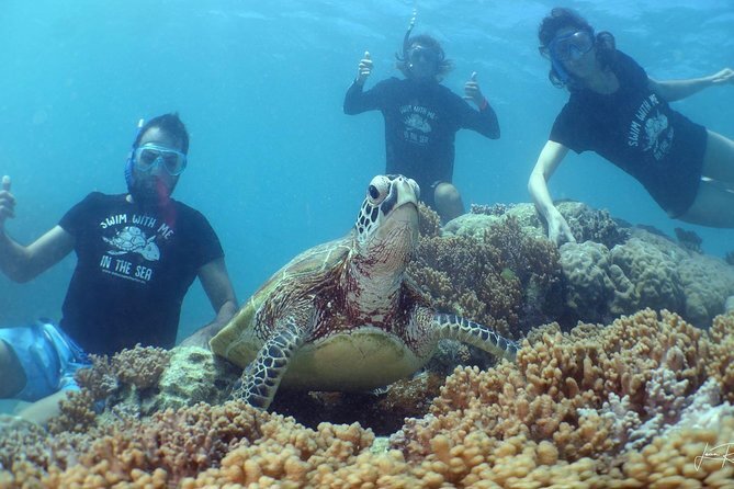 Signal Island Turtle Tour