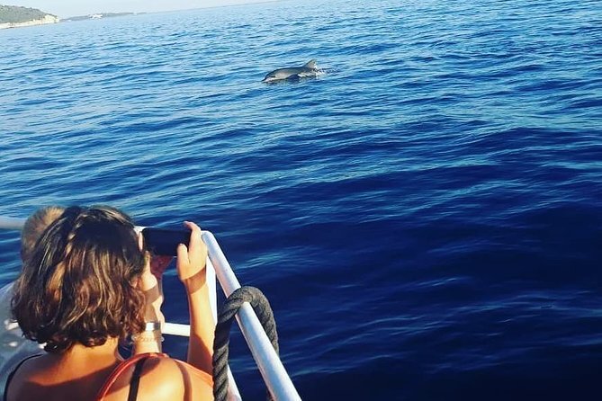 Go on a dolphin safari