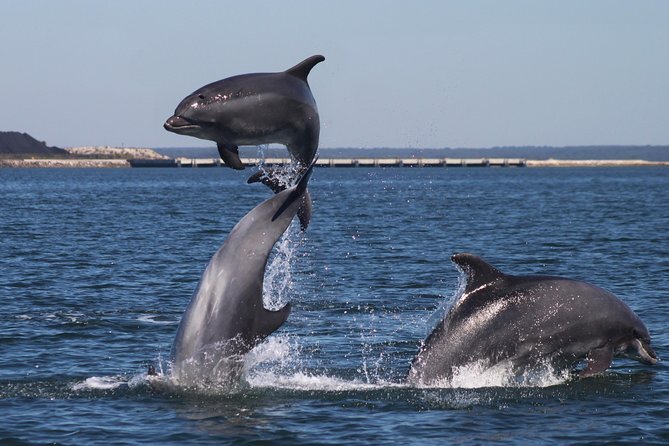 Day 2 - Swim With Wild Dolphins