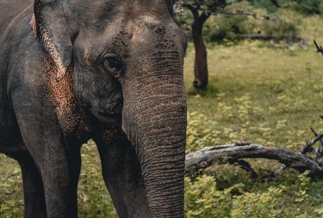Visit an Elephant Sanctuary