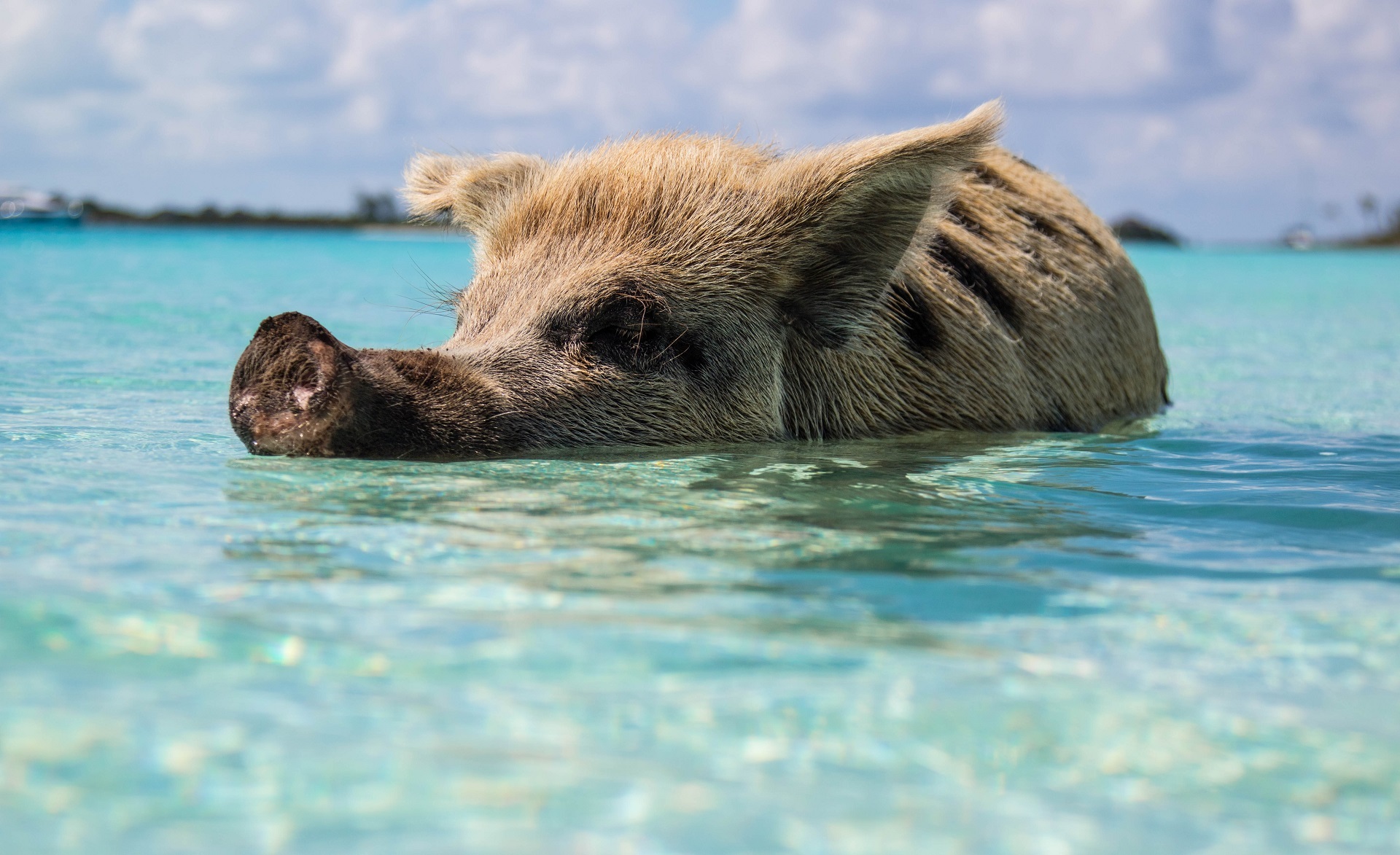 Meet the famous ‘swimming pigs’