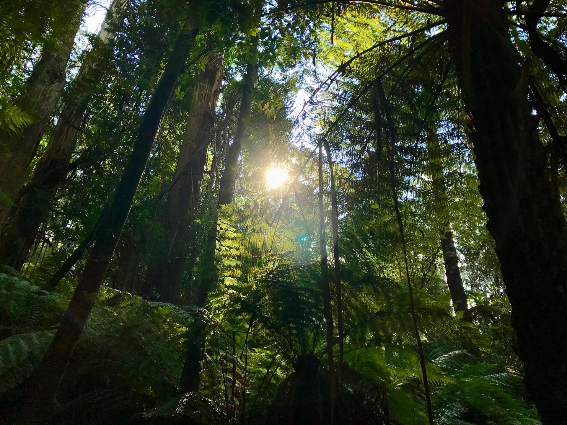 Go To The Amazon Rainforest