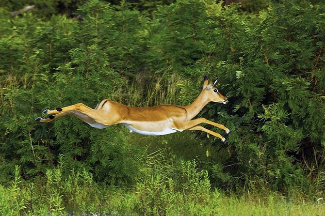 Go on safari