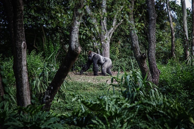 Go Gorilla Trekking