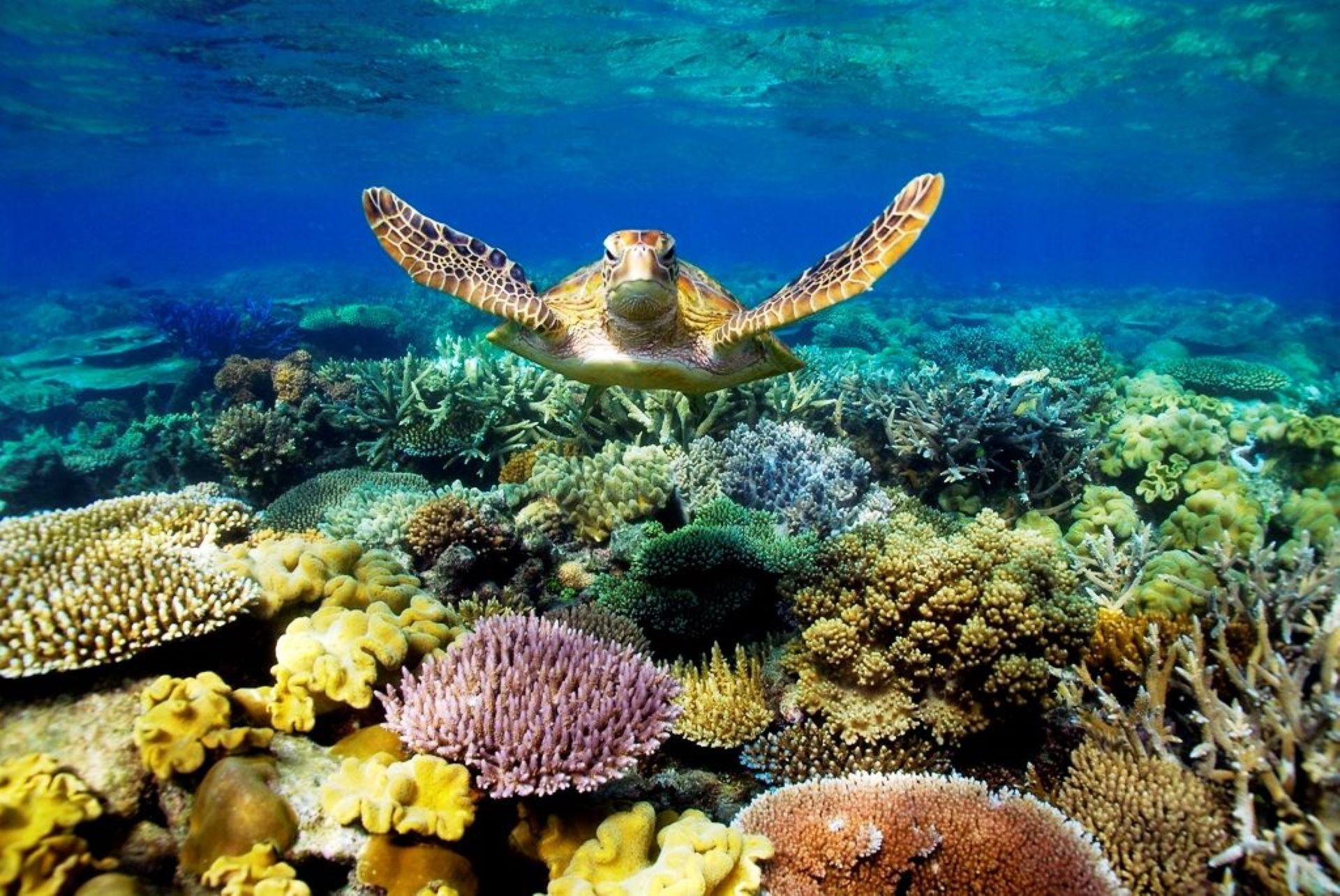 Dive To Adventure - The Great Barrier Reef photo 1
