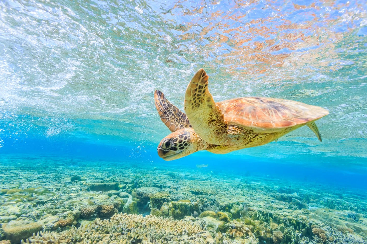 See The Great Barrier Reef