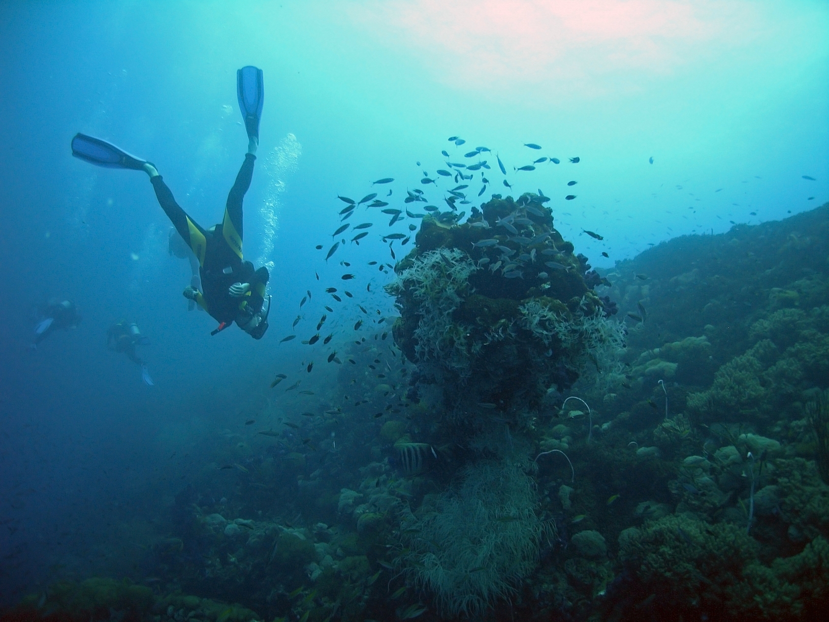 See The Great Barrier Reef