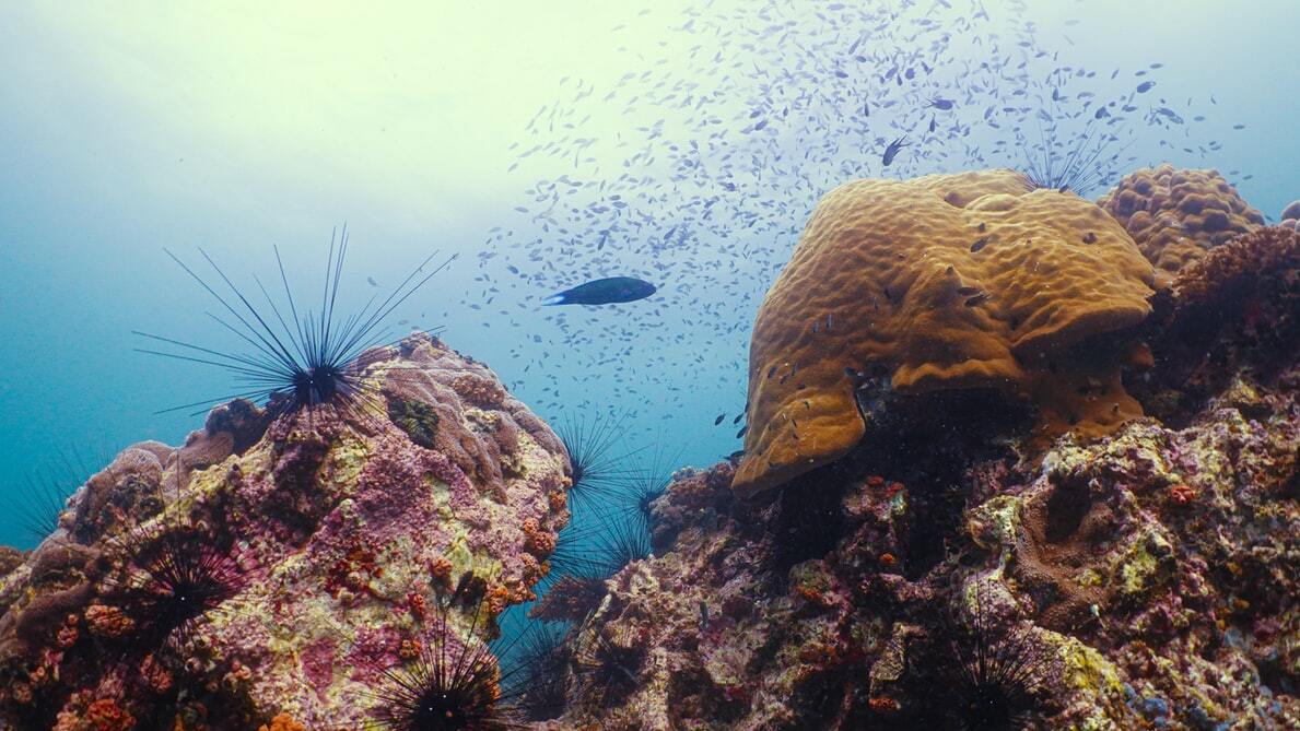 Day 3 - Morning Dive & Return To Cairns