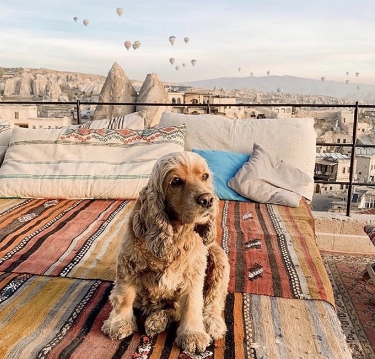 Puppy In Cappadocia