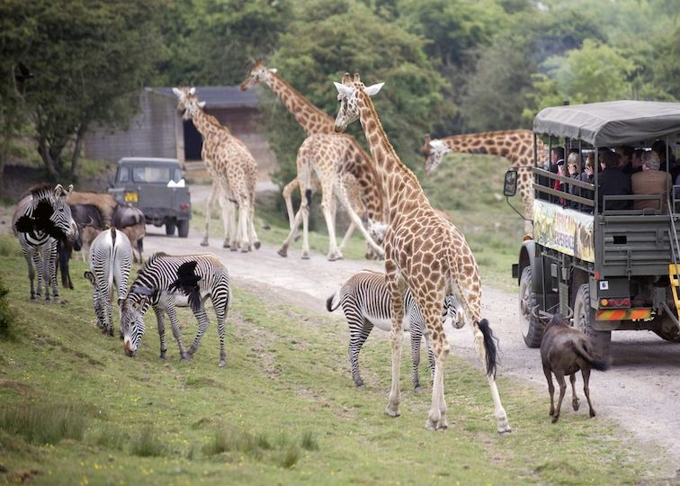 Port Lympne Hotel Safari