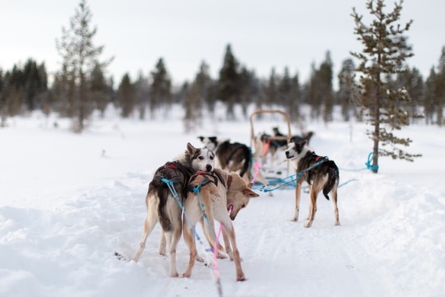 Go Husky Sledding