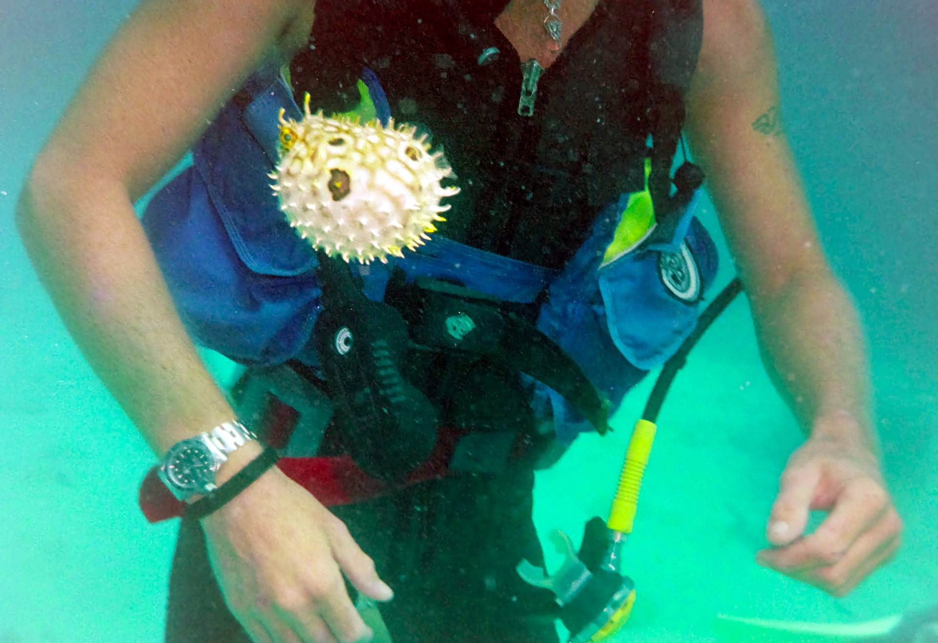 Go Diving