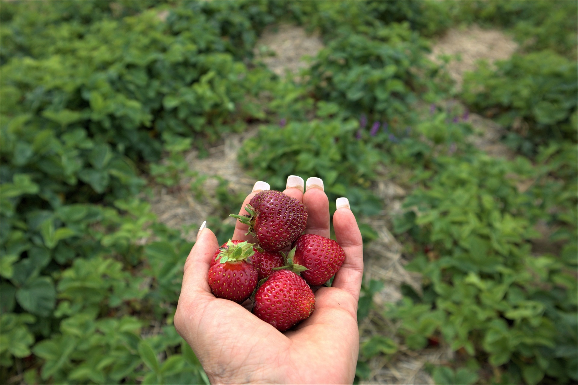 Strawberry Fields