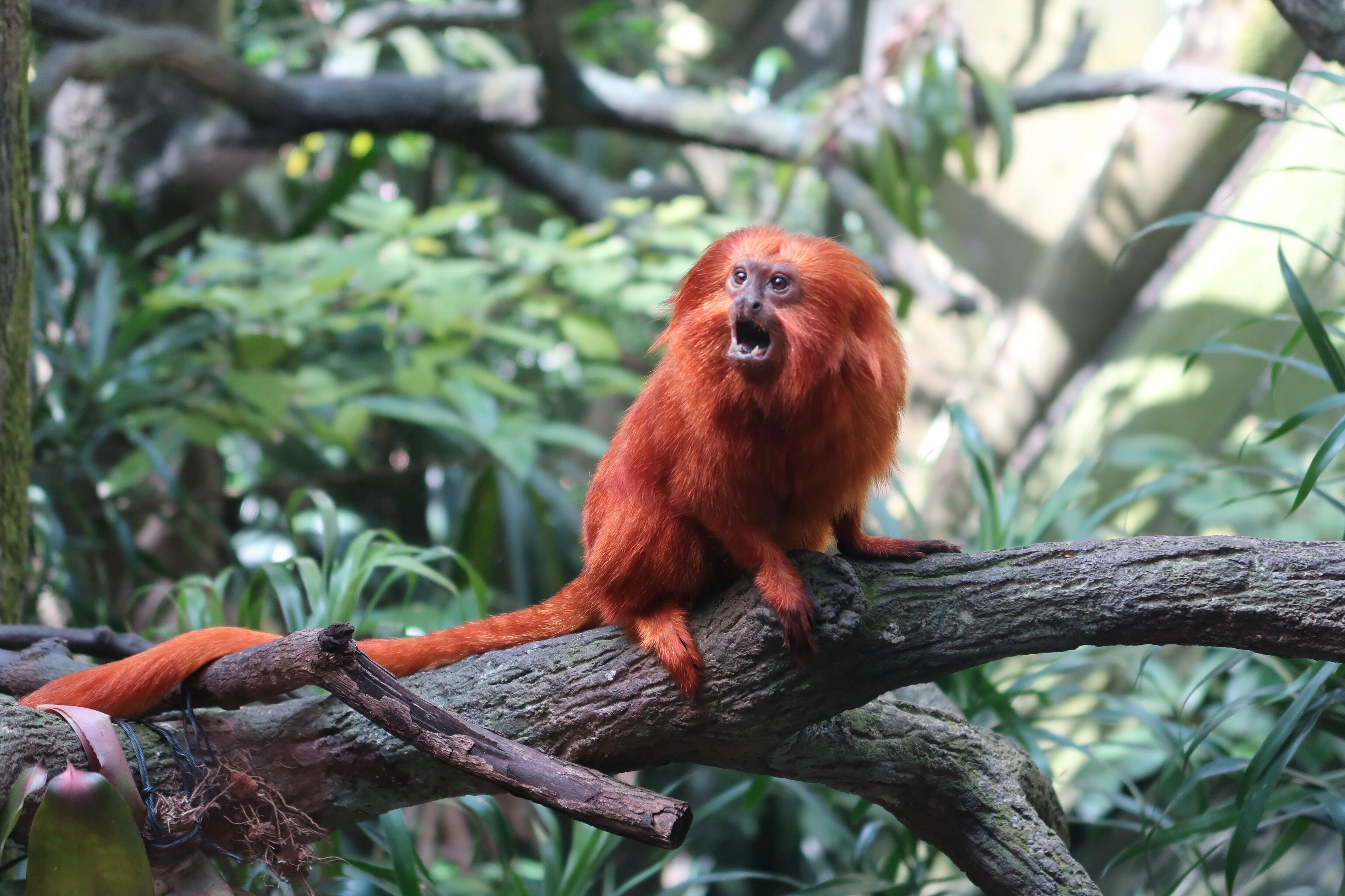 Singapore Zoo