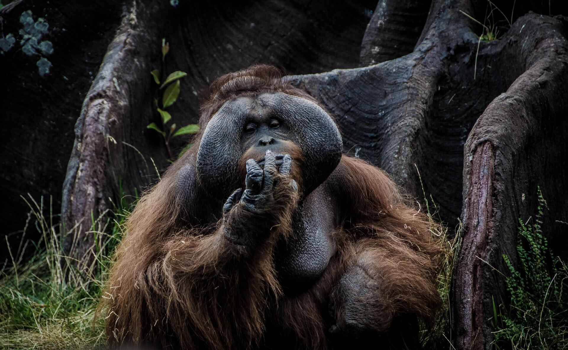 Malaysia and Borneo
