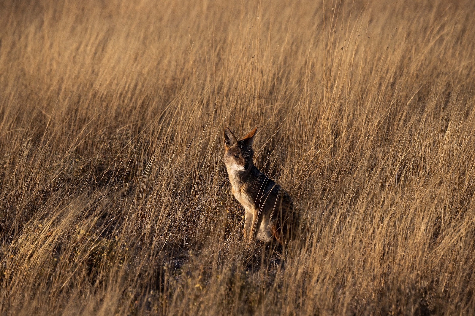 Central Kalahari