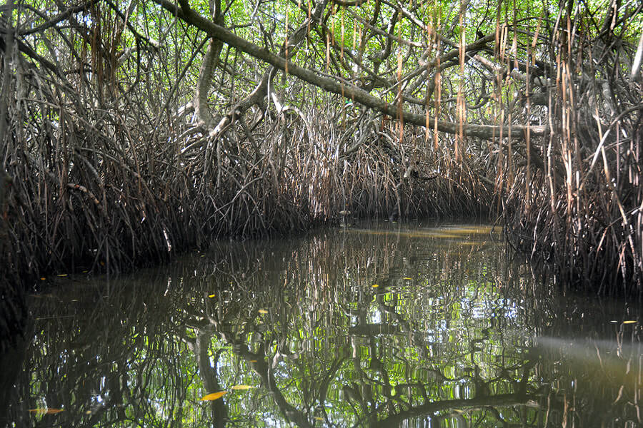 Madu River, Sri Lanka