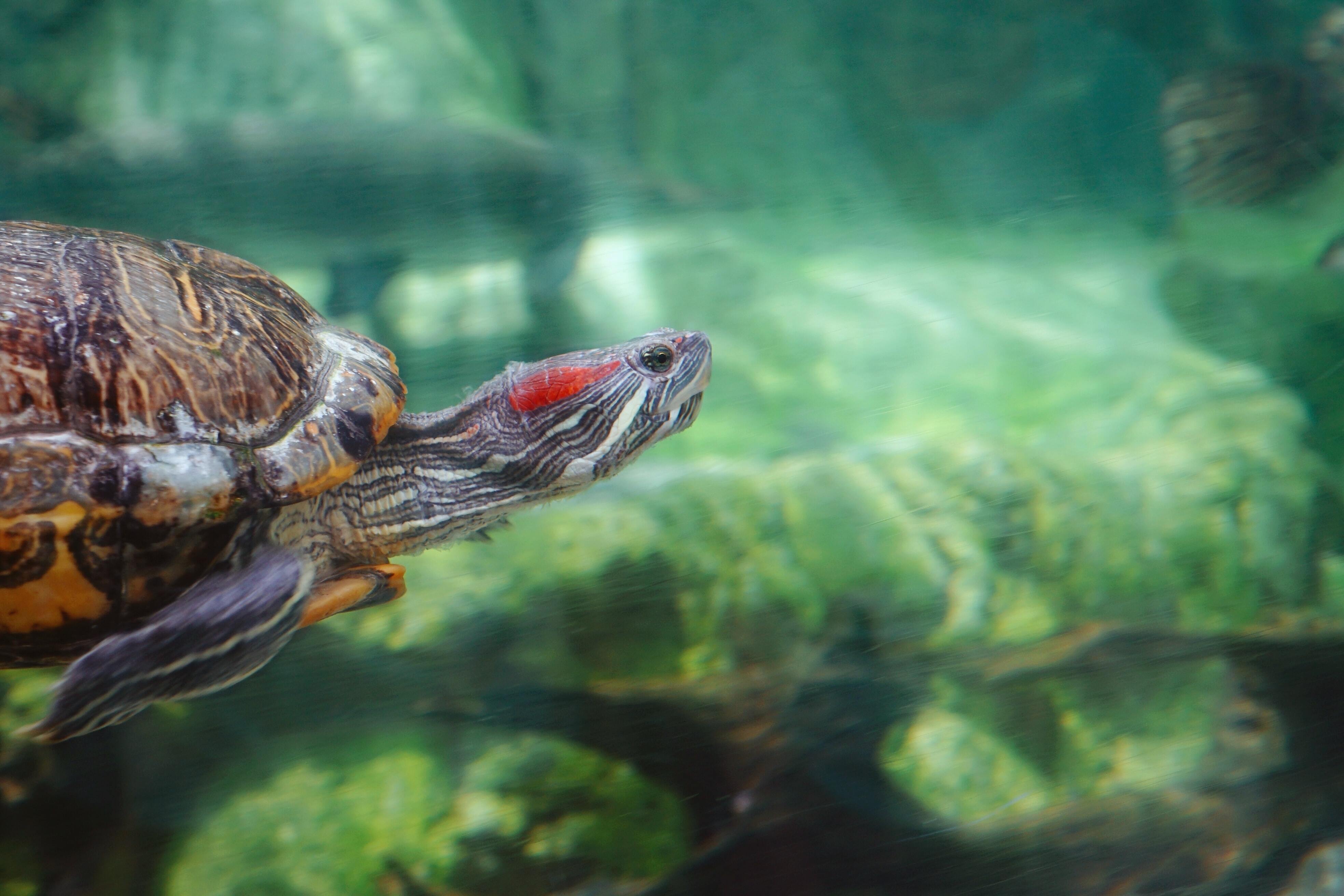 Go Turtle Watching