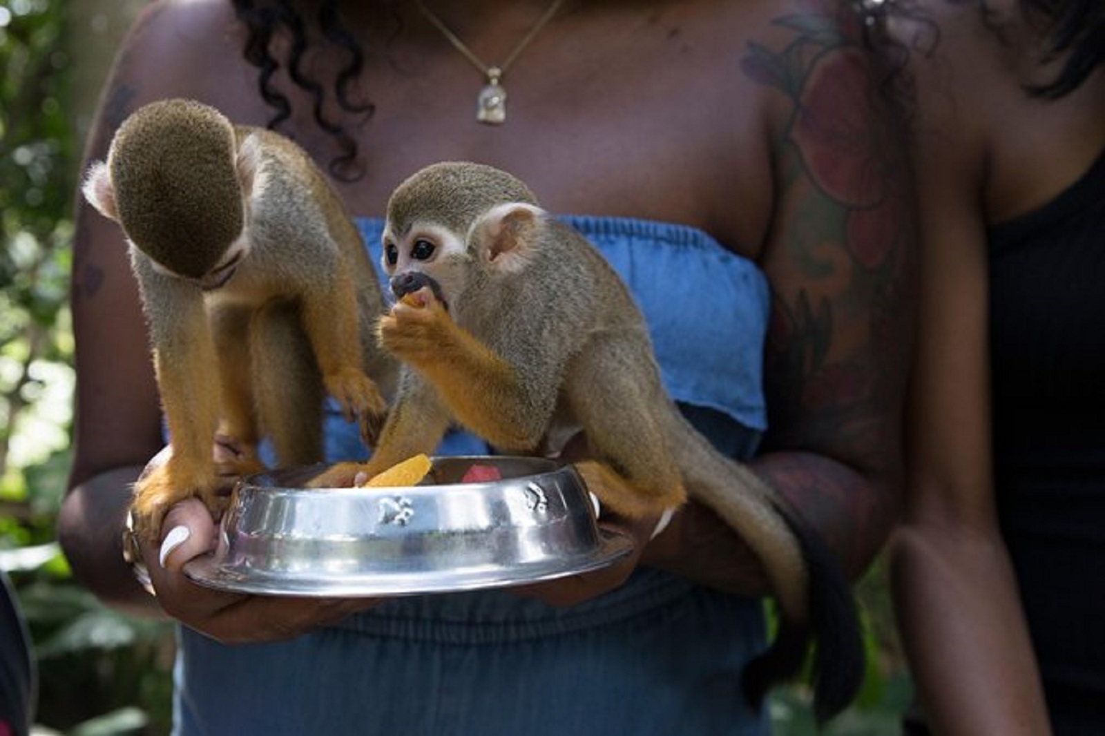 Visit Monkeyland
