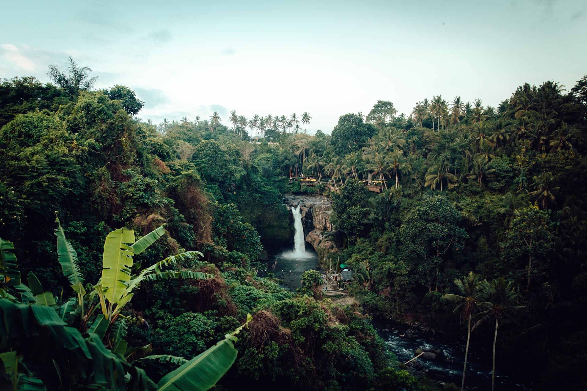 Go To The Amazon Rainforest