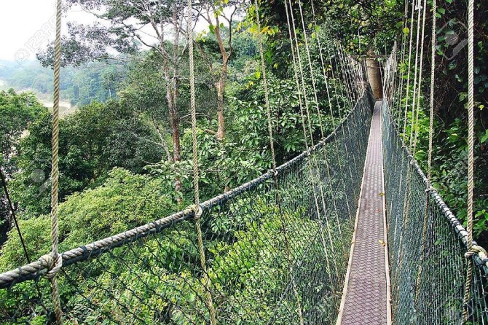 Canope Walk in Nyungwe Forest