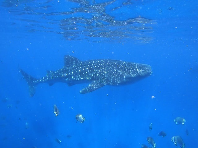 12 Nights Philippines Island Adventurer photo 1